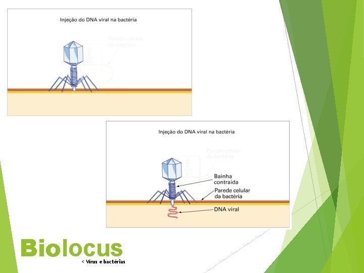 Biolocus < Vírus e bactérias 