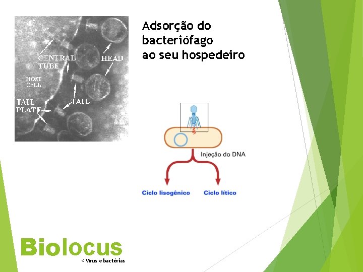 Adsorção do bacteriófago ao seu hospedeiro Biolocus < Vírus e bactérias 