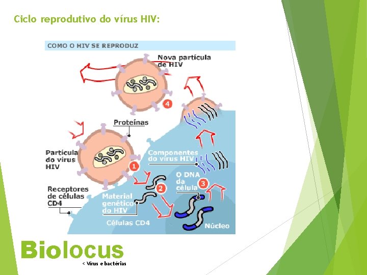 Ciclo reprodutivo do vírus HIV: Biolocus < Vírus e bactérias 