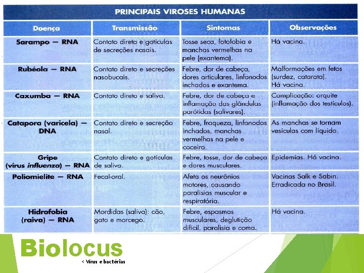 Biolocus < Vírus e bactérias 