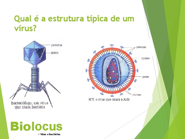 Qual é a estrutura típica de um vírus? Biolocus < Vírus e bactérias 