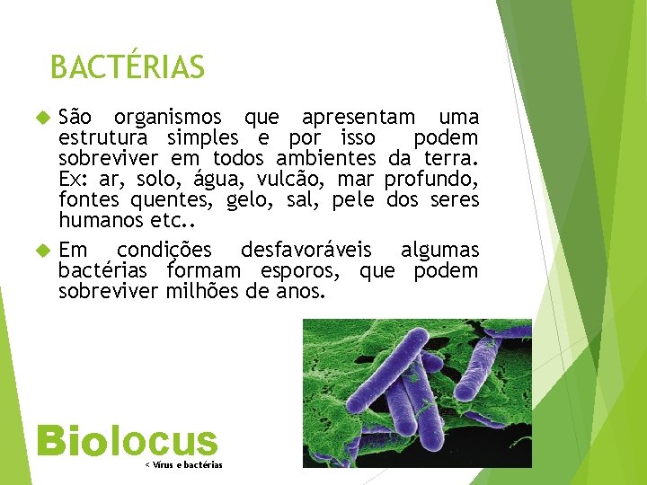 BACTÉRIAS São organismos que apresentam uma estrutura simples e por isso podem sobreviver em