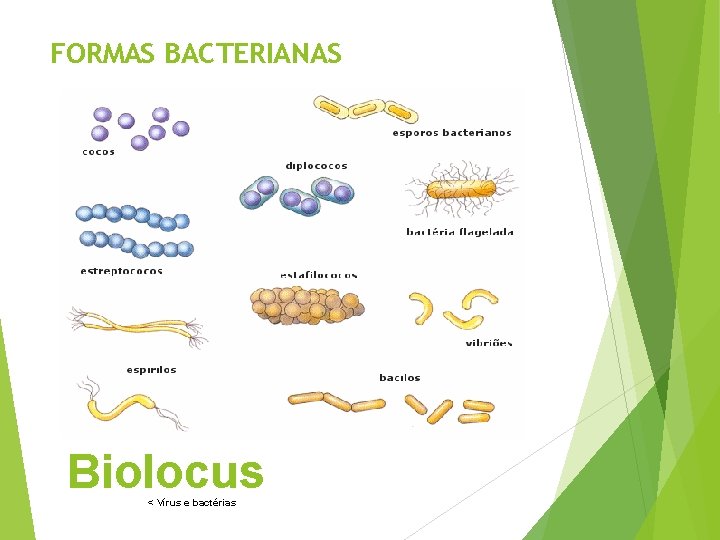 FORMAS BACTERIANAS Biolocus < Vírus e bactérias 