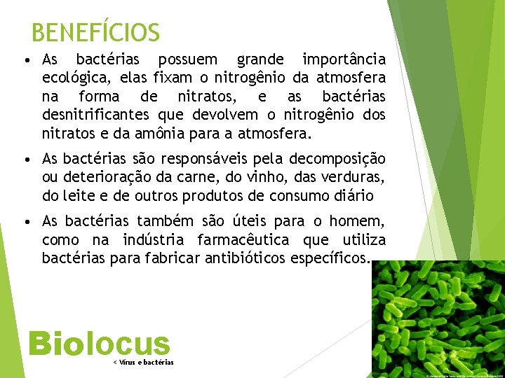 BENEFÍCIOS • As bactérias possuem grande importância ecológica, elas fixam o nitrogênio da atmosfera