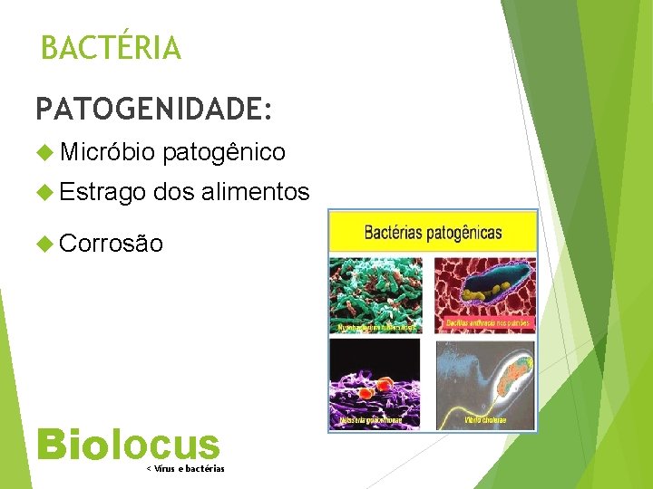 BACTÉRIA PATOGENIDADE: Micróbio Estrago patogênico dos alimentos Corrosão Biolocus < Vírus e bactérias 