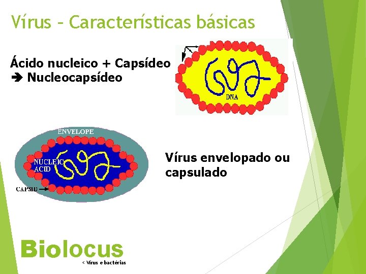 Vírus – Características básicas Capsômeros Ácido nucleico + Capsídeo Nucleocapsídeo Vírus envelopado ou capsulado