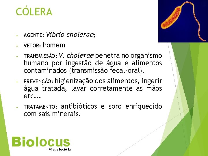 CÓLERA • • • Vibrio cholerae; VETOR: homem TRANSMISSÃO: V. cholerae penetra no organismo