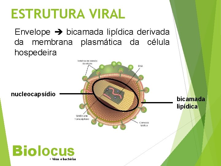 ESTRUTURA VIRAL Envelope bicamada lipídica derivada da membrana plasmática da célula hospedeira nucleocapsídio Biolocus