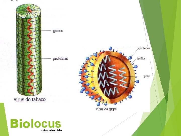 Biolocus < Vírus e bactérias 