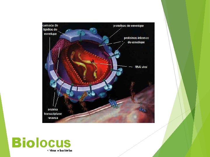 Biolocus < Vírus e bactérias 