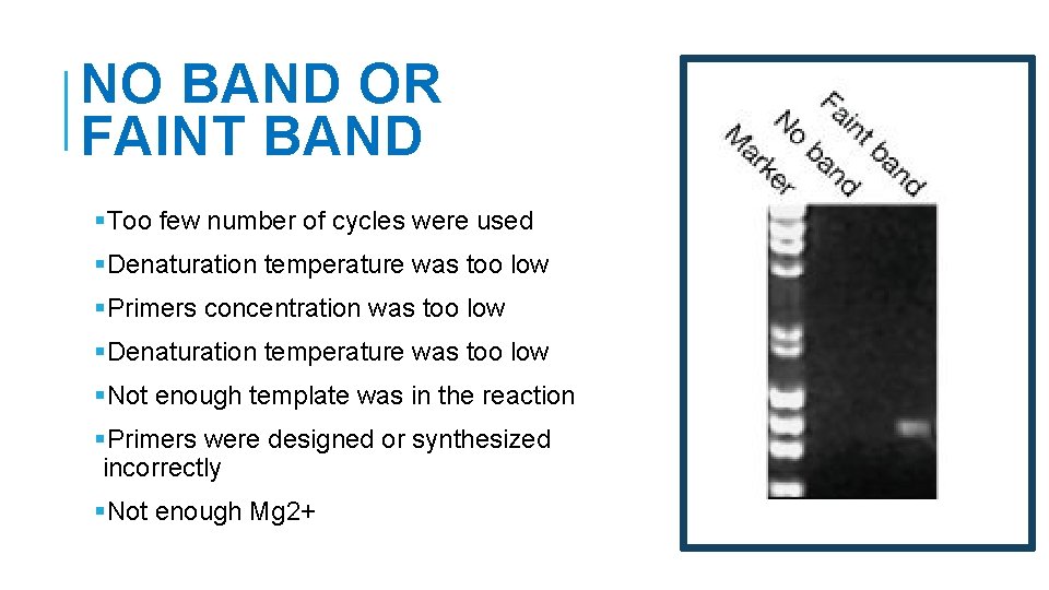 NO BAND OR FAINT BAND §Too few number of cycles were used §Denaturation temperature