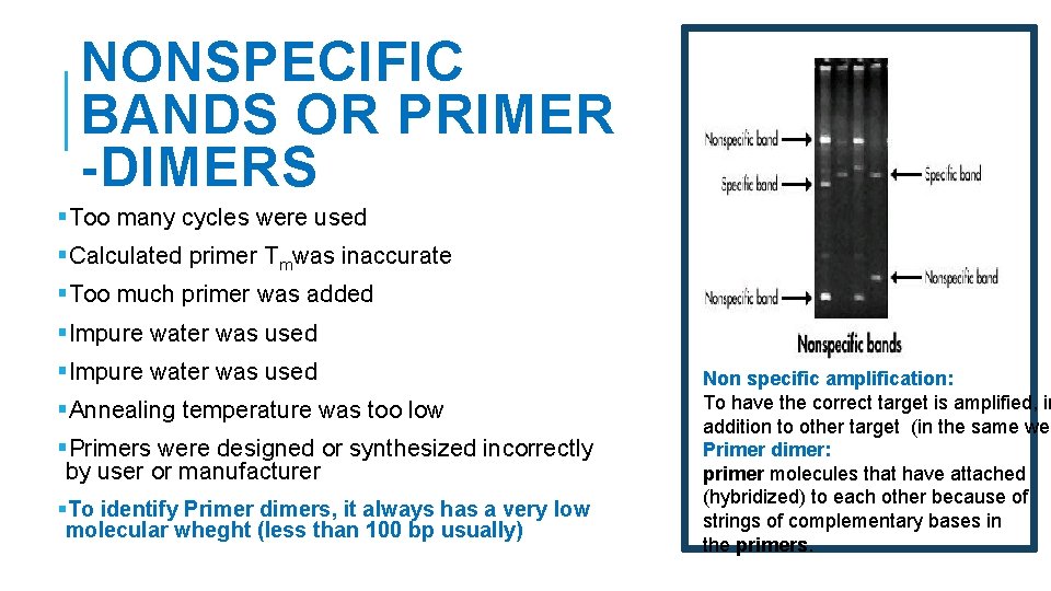 NONSPECIFIC BANDS OR PRIMER -DIMERS §Too many cycles were used §Calculated primer Tmwas inaccurate