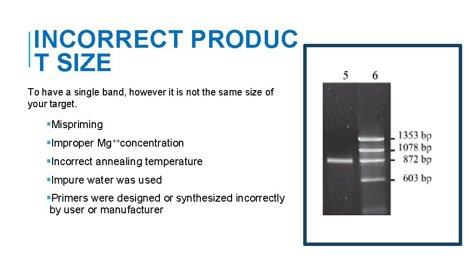 INCORRECT PRODUC T SIZE To have a single band, however it is not the