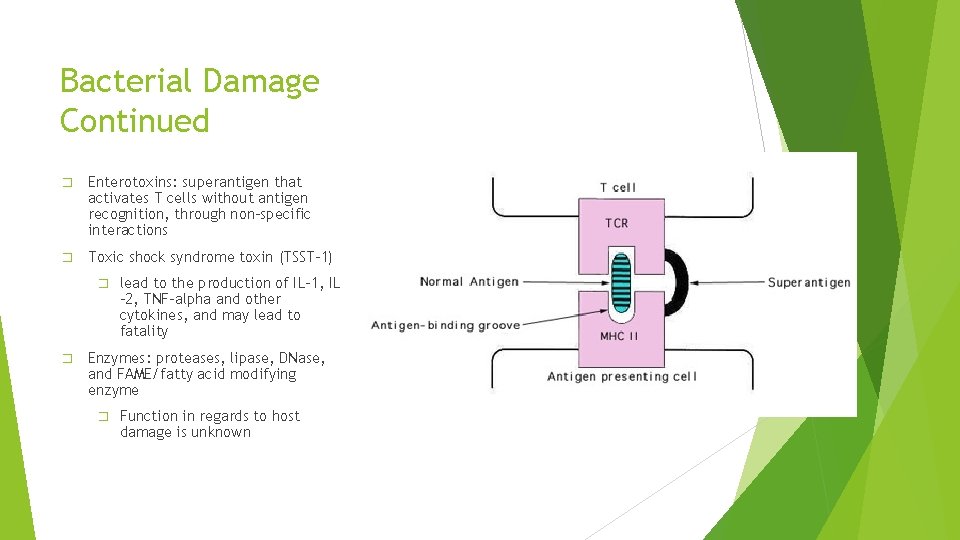 Bacterial Damage Continued � Enterotoxins: superantigen that activates T cells without antigen recognition, through