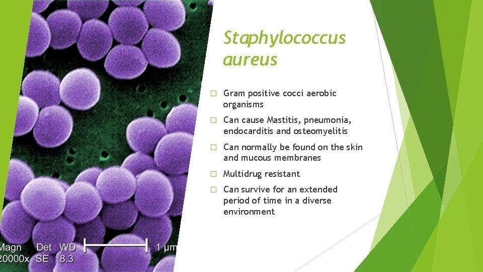 Staphylococcus aureus � Gram positive cocci aerobic organisms � Can cause Mastitis, pneumonia, endocarditis