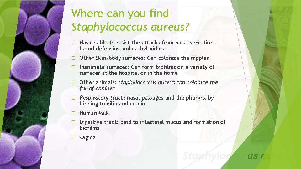 Where can you find Staphylococcus aureus? � Nasal: able to resist the attacks from