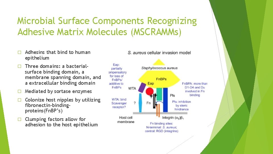 Microbial Surface Components Recognizing Adhesive Matrix Molecules (MSCRAMMs) � Adhesins that bind to human