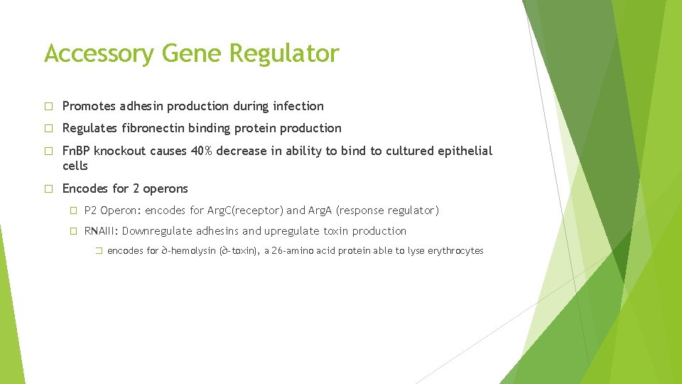 Accessory Gene Regulator � Promotes adhesin production during infection � Regulates fibronectin binding protein