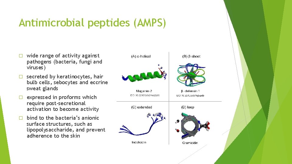 Antimicrobial peptides (AMPS) � wide range of activity against pathogens (bacteria, fungi and viruses)