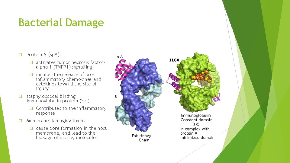Bacterial Damage � � Protein A (Sp. A): � activates tumor necrosis factoralpha 1