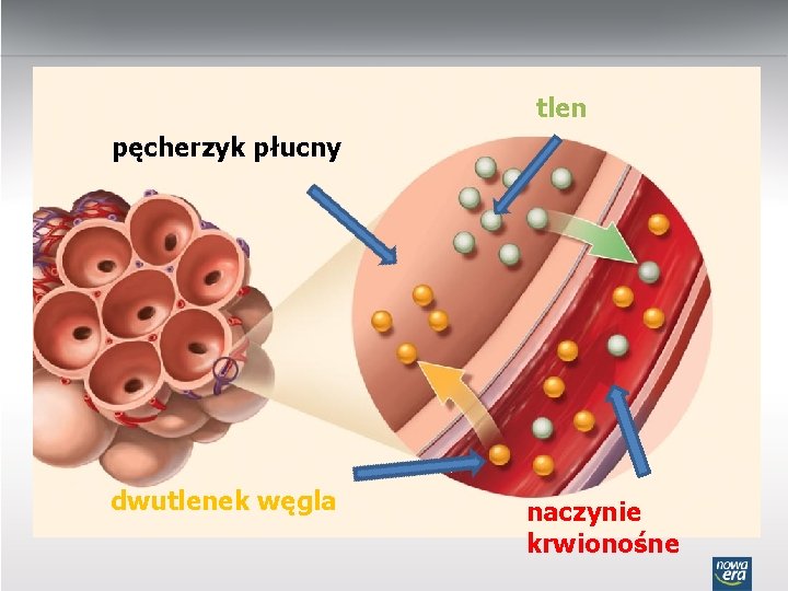 tlen pęcherzyk płucny dwutlenek węgla naczynie krwionośne 