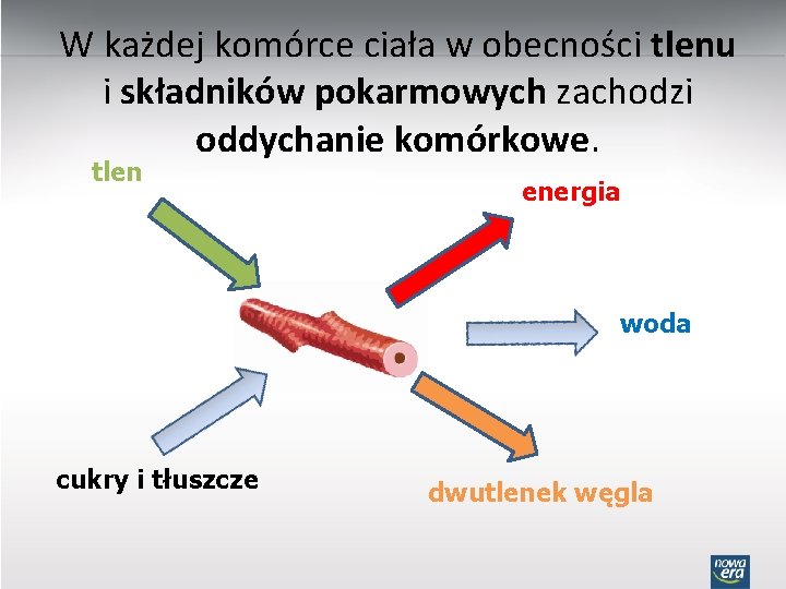 W każdej komórce ciała w obecności tlenu i składników pokarmowych zachodzi oddychanie komórkowe. tlen