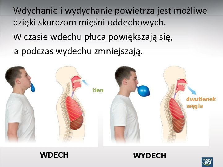 Wdychanie i wydychanie powietrza jest możliwe dzięki skurczom mięśni oddechowych. W czasie wdechu płuca