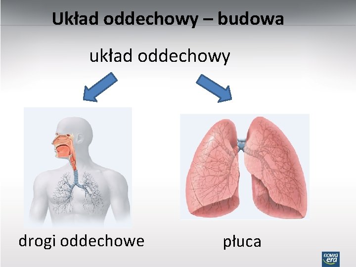 Układ oddechowy – budowa układ oddechowy drogi oddechowe płuca 