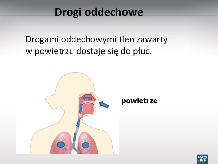 Drogi oddechowe Drogami oddechowymi tlen zawarty w powietrzu dostaje się do płuc. powietrze 