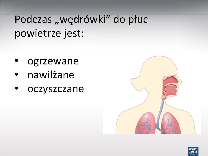 Podczas „wędrówki” do płuc powietrze jest: • ogrzewane • nawilżane • oczyszczane 