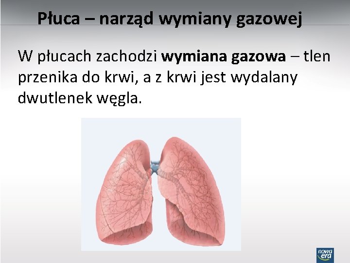 Płuca – narząd wymiany gazowej W płucach zachodzi wymiana gazowa – tlen przenika do