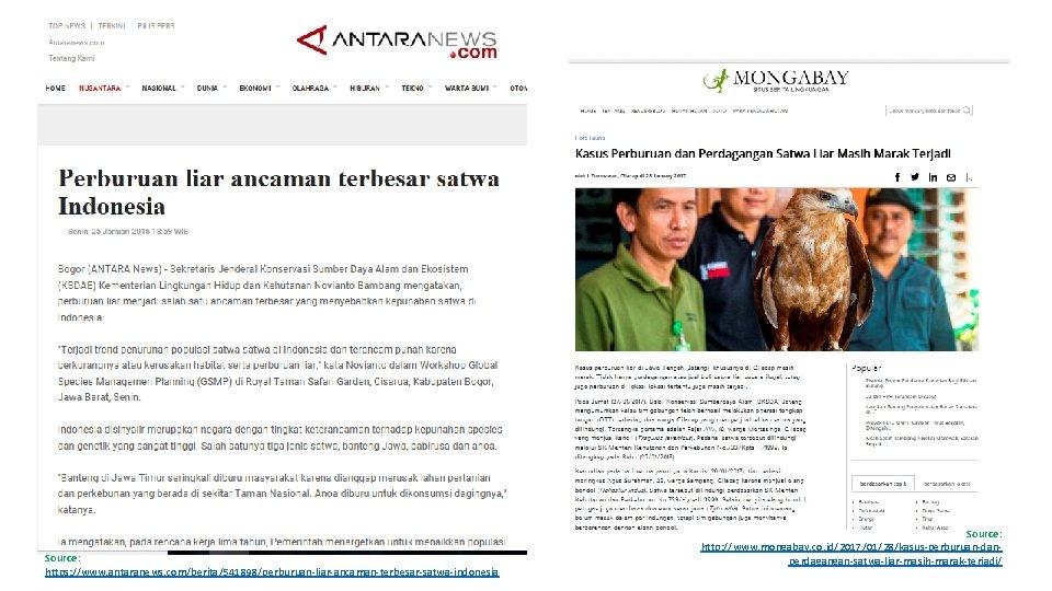 Source: https: //www. antaranews. com/berita/541898/perburuan-liar-ancaman-terbesar-satwa-indonesia Source: http: //www. mongabay. co. id/2017/01/28/kasus-perburuan-danperdagangan-satwa-liar-masih-marak-terjadi/ 
