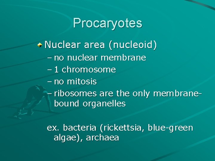 Procaryotes Nuclear area (nucleoid) – no nuclear membrane – 1 chromosome – no mitosis