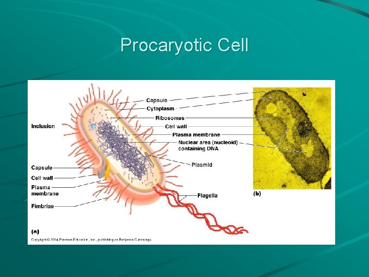 Procaryotic Cell 