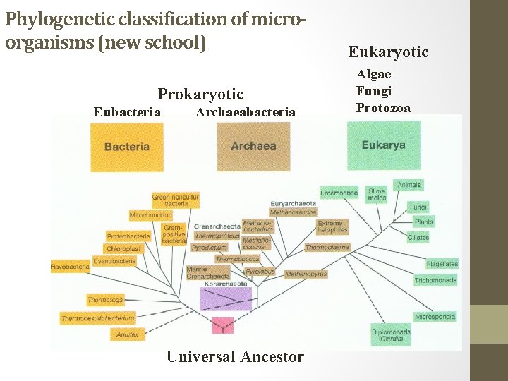 Phylogenetic classification of microorganisms (new school) Prokaryotic Eubacteria Archaeabacteria Universal Ancestor Eukaryotic Algae Fungi