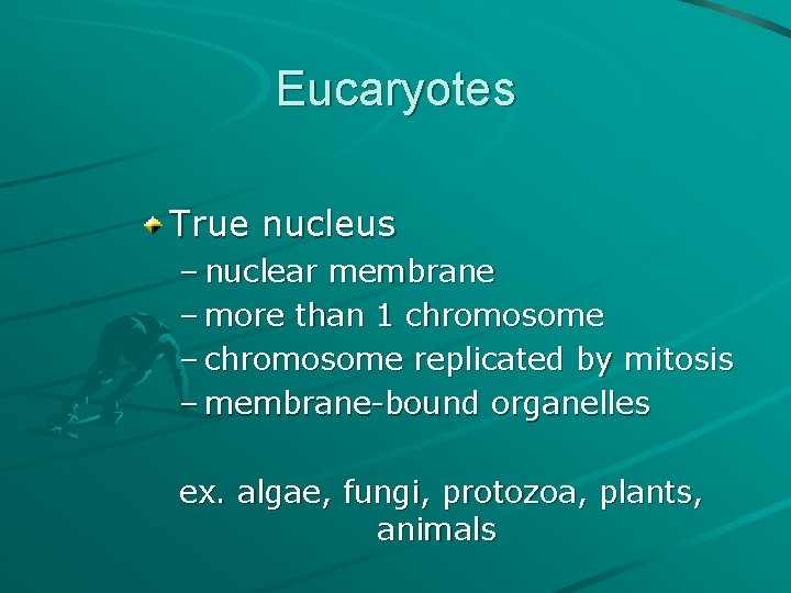 Eucaryotes True nucleus – nuclear membrane – more than 1 chromosome – chromosome replicated