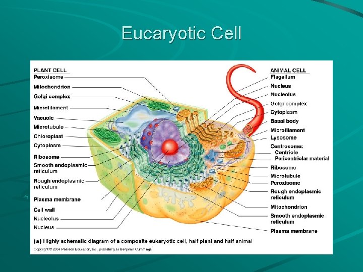 Eucaryotic Cell 