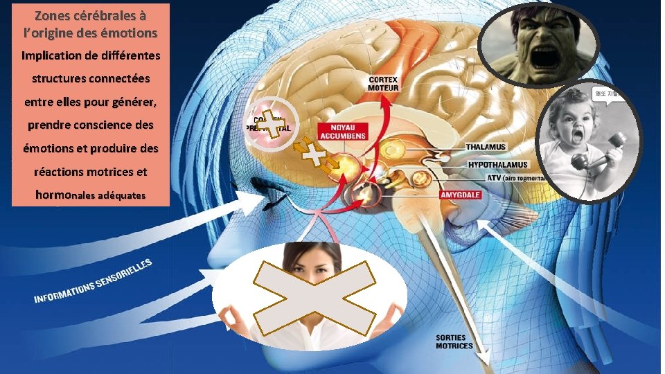 Zones cérébrales à l’origine des émotions Implication de différentes structures connectées entre elles pour