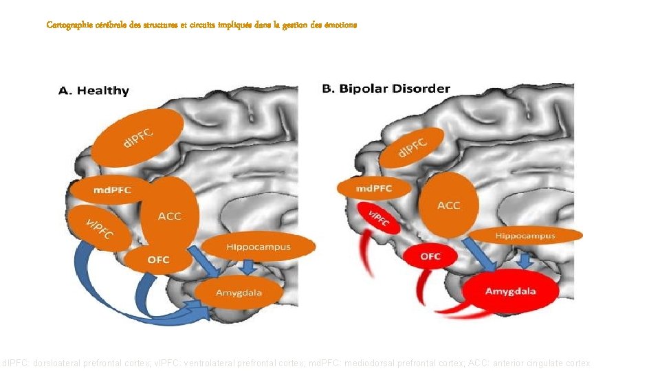 Cartographie cérébrale des structures et circuits impliqués dans la gestion des émotions dl. PFC: