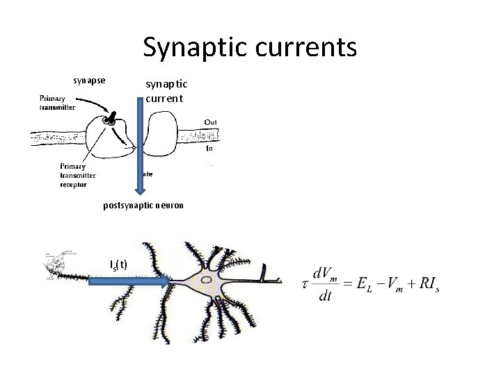 Synaptic currents synapse synaptic current postsynaptic neuron Is(t) 