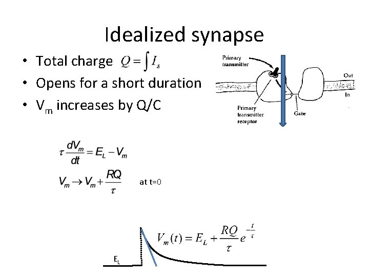 Idealized synapse • Total charge • Opens for a short duration • Vm increases