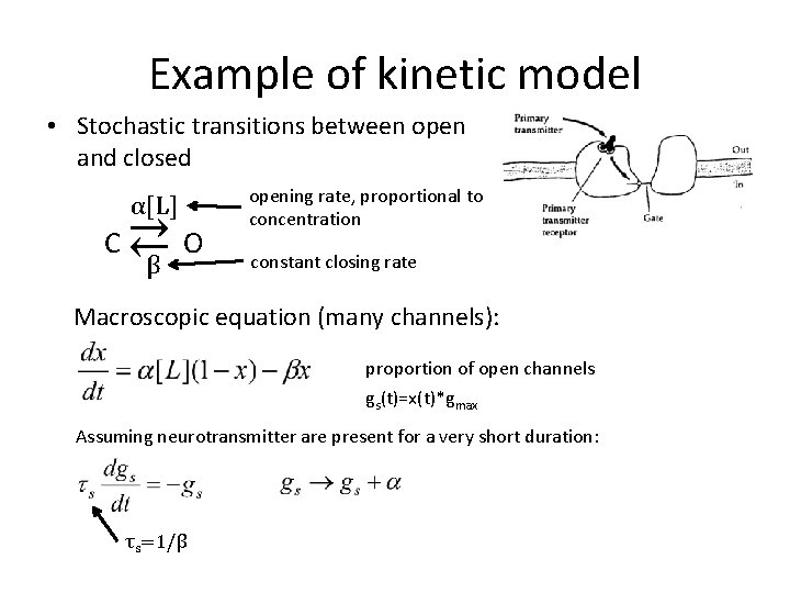 Example of kinetic model • Stochastic transitions between open and closed α[L] C ⇄β