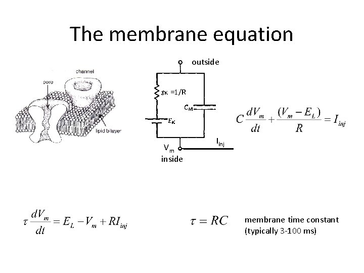 The membrane equation outside =1/R Vm inside Iinj membrane time constant (typically 3 -100