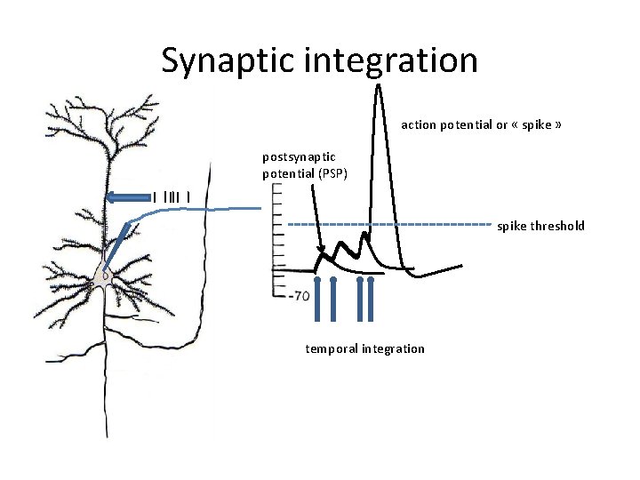 Synaptic integration action potential or « spike » postsynaptic potential (PSP) spike threshold temporal