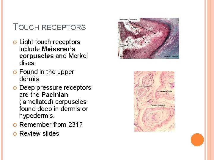 TOUCH RECEPTORS Light touch receptors include Meissner’s corpuscles and Merkel discs. Found in the