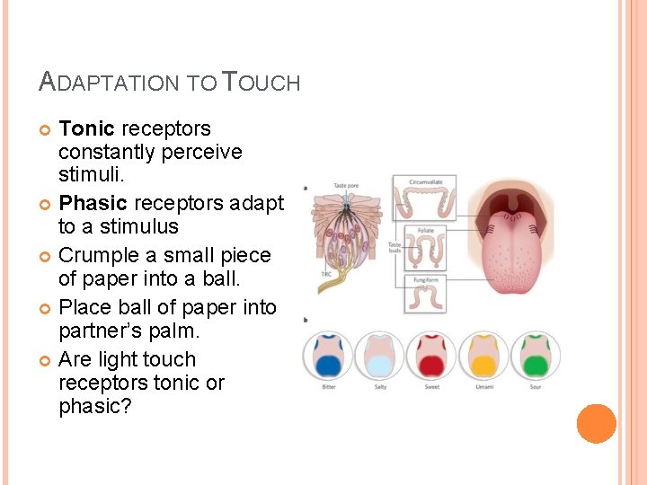 ADAPTATION TO TOUCH Tonic receptors constantly perceive stimuli. Phasic receptors adapt to a stimulus