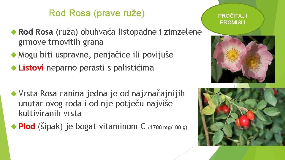 Rod Rosa (prave ruže) PROČITAJ I PROMISLI Rod Rosa (ruža) obuhvaća listopadne i zimzelene
