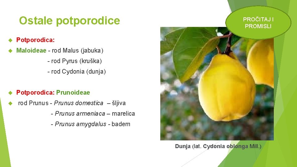 Ostale potporodice Potporodica: Maloideae - rod Malus (jabuka) PROČITAJ I PROMISLI - rod Pyrus