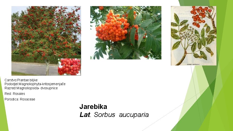 Carstvo: Plantae biljke Pododjel: Magnoliophyta-kritosjemenjače Razred: Magnoliopsida- dvosupnice Red: Rosales Porodica: Rosaceae Jarebika Lat.