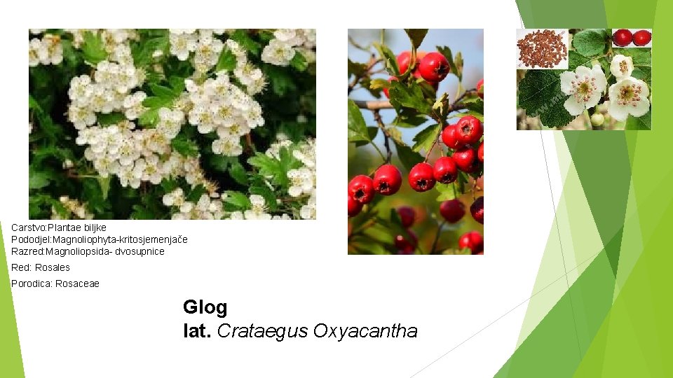 Carstvo: Plantae biljke Pododjel: Magnoliophyta-kritosjemenjače Razred: Magnoliopsida- dvosupnice Red: Rosales Porodica: Rosaceae Glog lat.